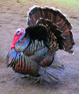 Male_north_american_turkey_supersaturated